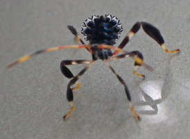 Acanthocephala terminalis